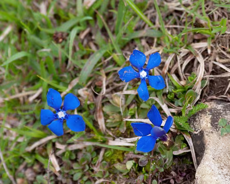 PXL063 gentiane de printemps