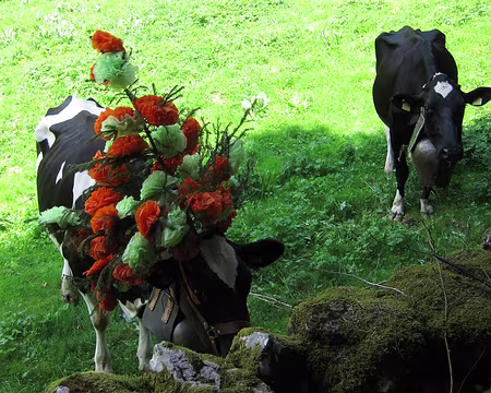 PXL002 Les vaches sont à la fête…