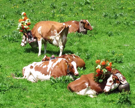 PXL003 … L'inalpe de St-Cergue a lieu tous les ans