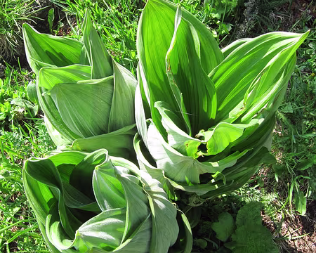 PXL005 Gentianes omniprésentes