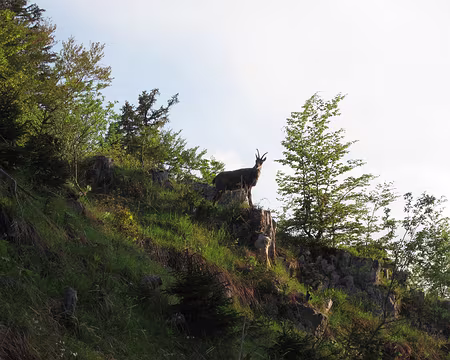 Picasa Chamois curieux.