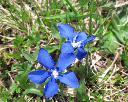 PXL033 Gentianes de printemps