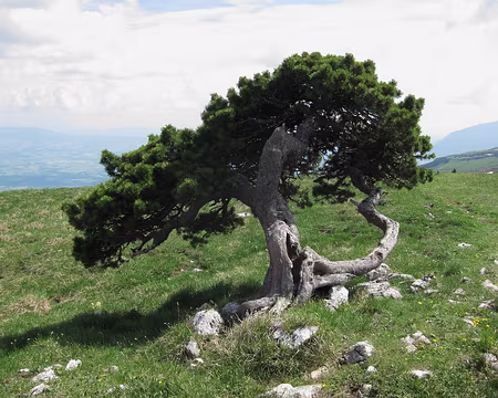 PXL038 Bonsaï géant