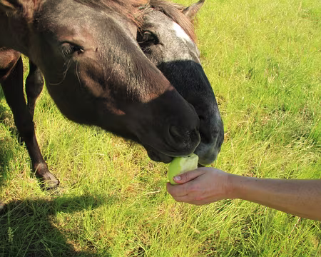 PXL089 puis gourmands