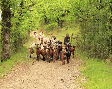 PXL143 Manon.... des chèvres