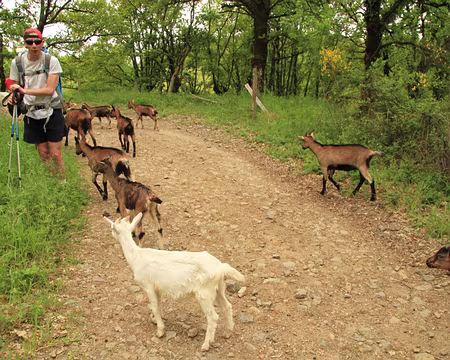 PXL145 Lulu parle couramment le cabri