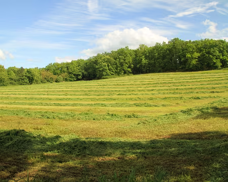 PXL150 Fenaison de printemps,