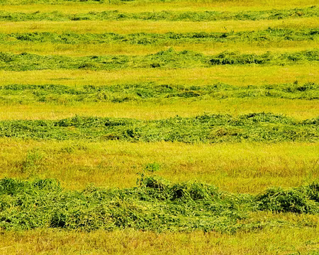 PXL151 ensilage proche.