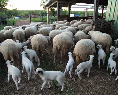 PXL177 le retour au bercail