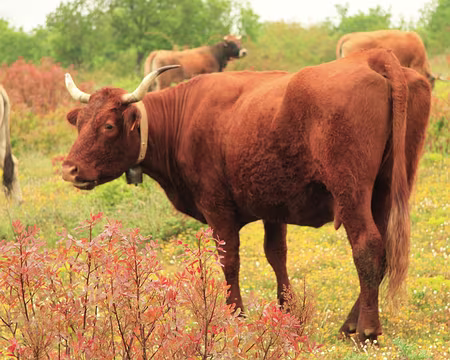 PXL221 Salers et aubracs