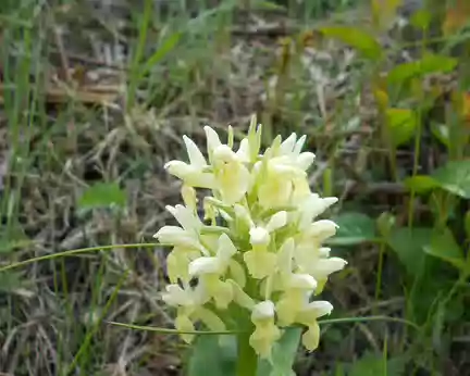 PXL017 Orchis Provincialis