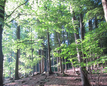 PXL219 11ème étape, le 27 mai, de Chlavec à Adrspach