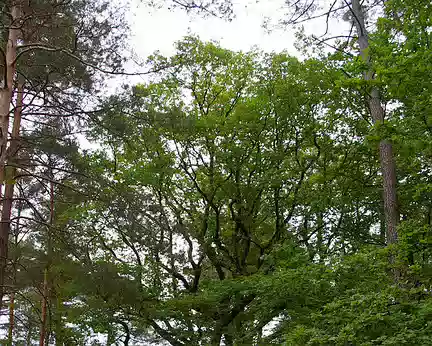 PXL037 Traversée de la Forêt de Gros Bois