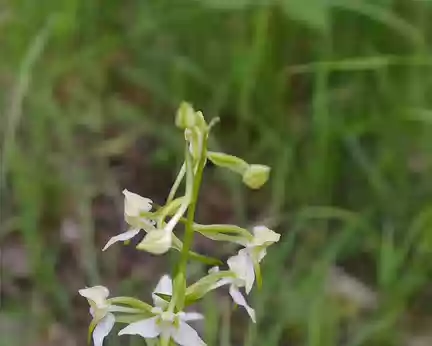 PXL039 Phatanthère à fleurs verdâtres