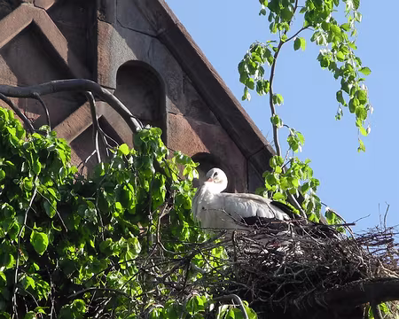 PXL001 Munster ville des cigognes