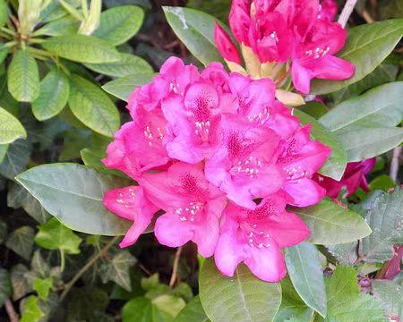 PXL008z1189 superbe rhododendron