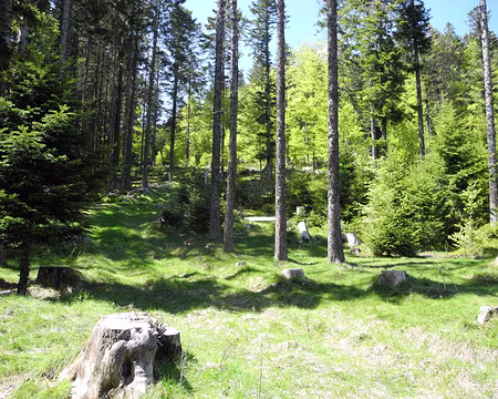 PXL013 forêt des Vosges