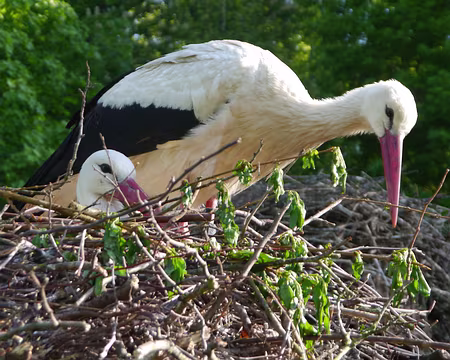 P1000032z1191 avec de grands becs !