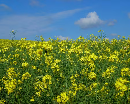 PXL001 au milieu du colza