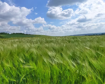 PXL003 le vent fait onduler les champs comme une mer végétale