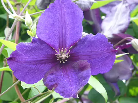 2012-06 Auvers sur Oise