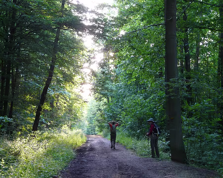 PXL038 Forêt de Montmorency