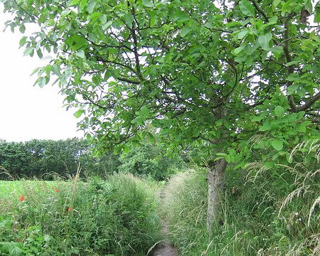 PXL006 Le sentier aux fleurs rouges