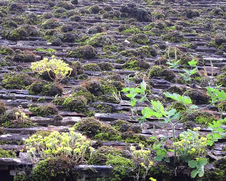 PXL018 Reconquête des toits par la végétation