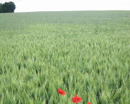 PXL027 Sujet pour Van Gogh ?