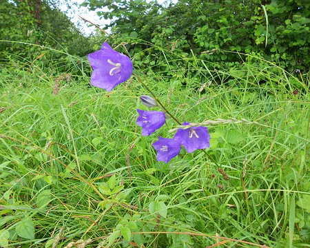 PXL067 Campanules