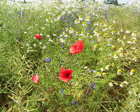 PXL076 Bleuets, marguerites et coquelicots