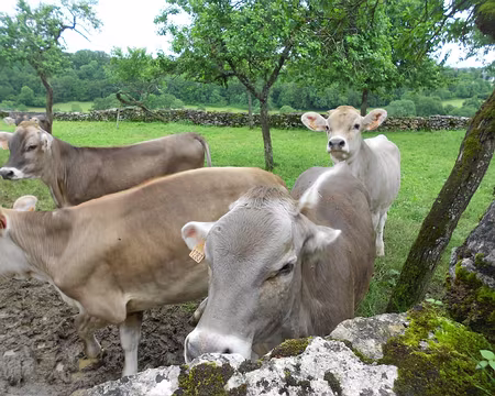 PXL101 Brunes des Alpes