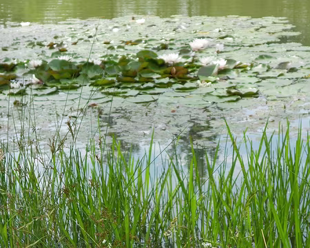 PXL106 Les Nymphéas