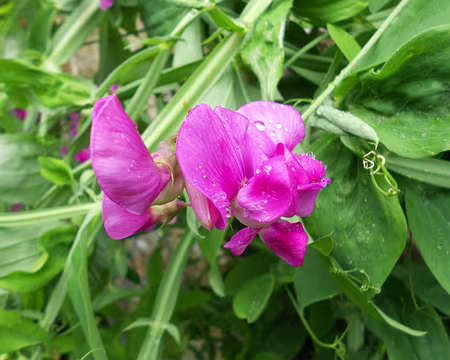 PXL014 Pois de senteur