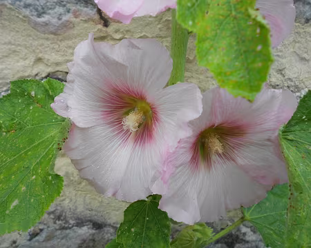 PXL015 Rose trémière