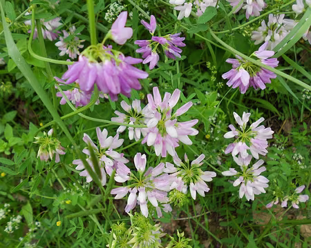 PXL028 Pois de senteur sauvages. Jolie rando en Essonne, merci à Gilles.