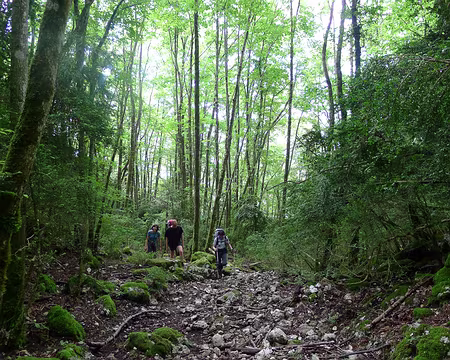 PXL001 Sous l'épaisse couverture forestière des Côtes de Nances, dans la Montagne de l'Epine.