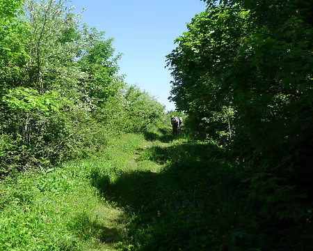 PXL015 La crête du Mont du Chat, densément boisée, ...