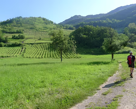 PXL035 Vignobles sur les pentes du Mont de la Charvaz.