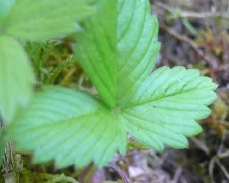 PXL054 Fraise des bois.