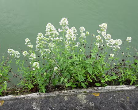 PXL001 au bord de la Marne