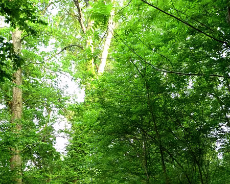 PXL003 Des arbres remarquables en bord de Seine