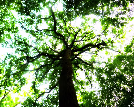 PXL005 Lumière tamisée