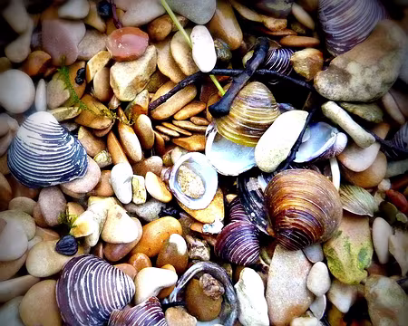 PXL007z1206 Asian clam, ou corbicule, sorte de petite palourde invasive qui en 30 ans, a occupé toutes les zones en aval des cours d'eau européens. Il n'y a pas que les...