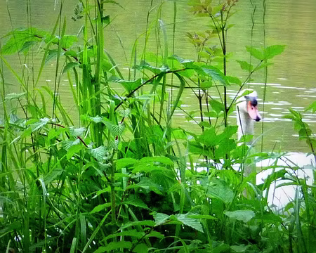 PXL009 Autre faune locale