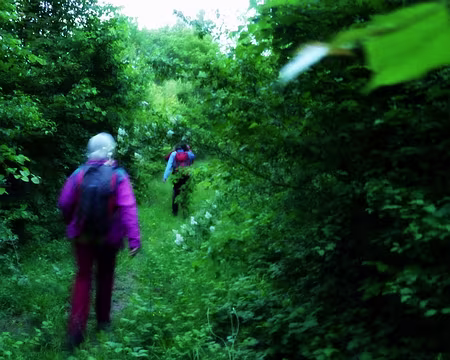 PXL010 Les bois s'assombrissent