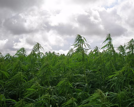 P7150001 Plantes étranges