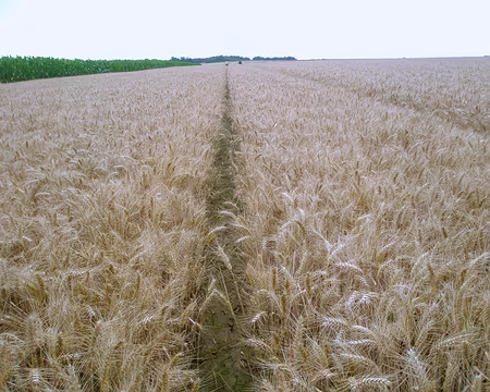 P7150010 Attendez moi !