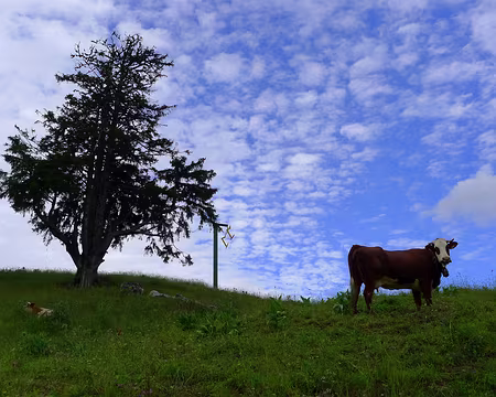 PXL020 Adieu ma Belle