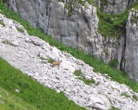 PXL053 Chamoite rouquine ;o)